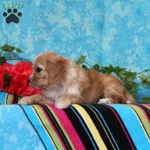 Kimberly, Cavalier King Charles Mix Puppy